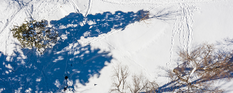 Photo of pine tree shadows in the snow on campus