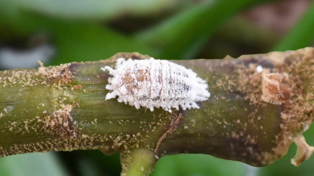 A mealybug is pictured on a branch, illustrating new research that on the bug's mitochondria, the same stretch of DNA can carry one gene on one strand and a different gene on the matching mirror strand..  