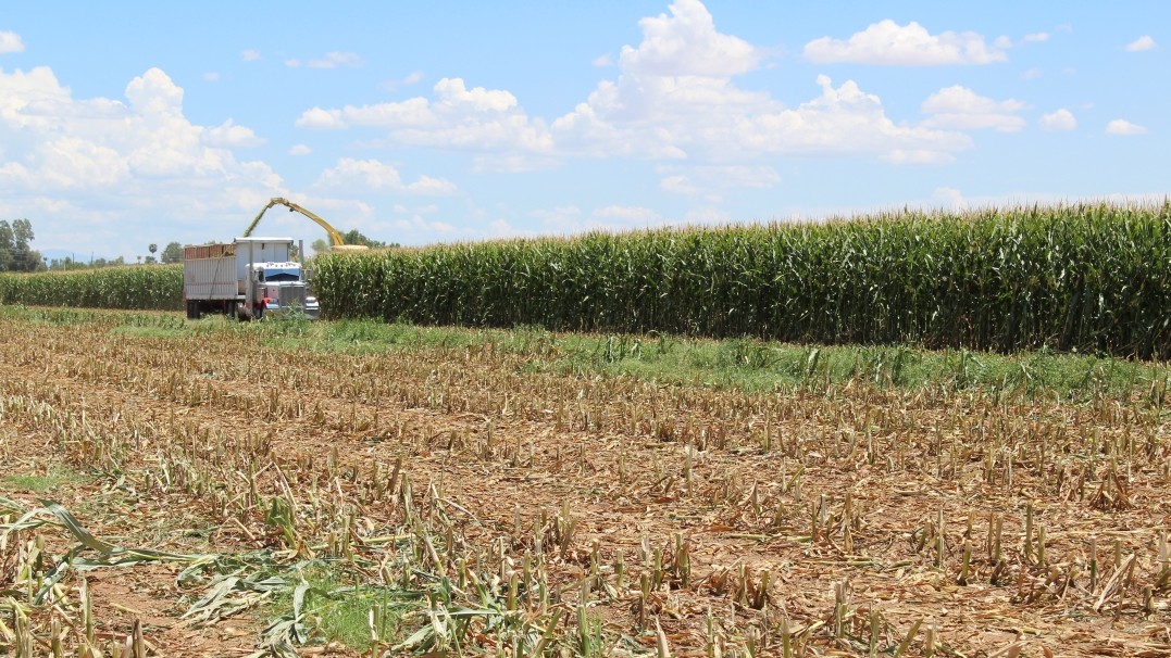 Photo of a field of crops with barren rows in the foreground and a truck in the background with a lever over the crops.