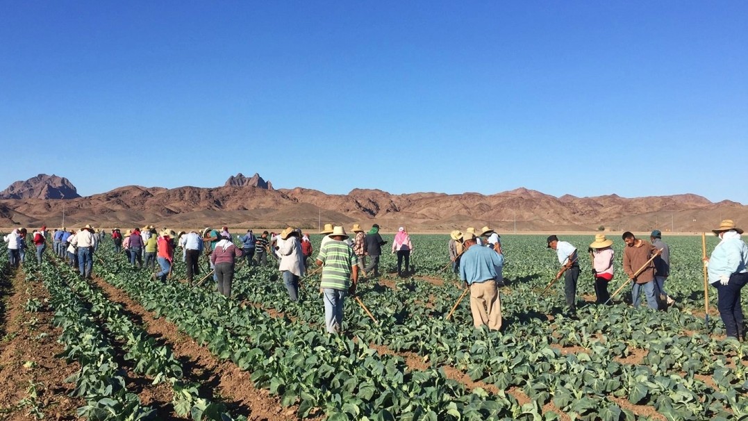 Farmworker are shown working in a field of crops. 