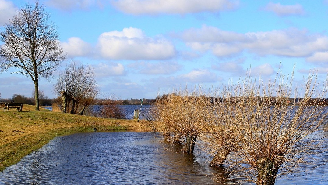 Flooded trees with blue skies and a tree above the flood line in the image 