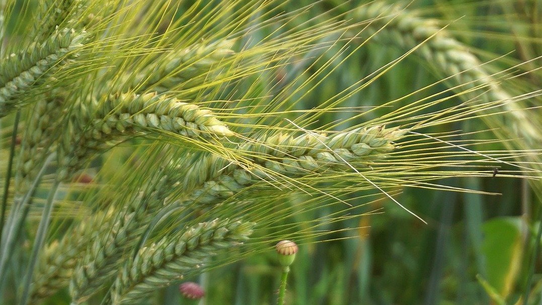 Image of wheat stalks 
