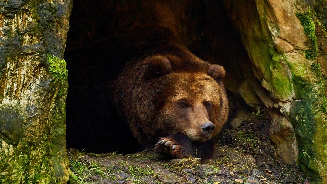 Image of a brown bear relaxing in a cave 