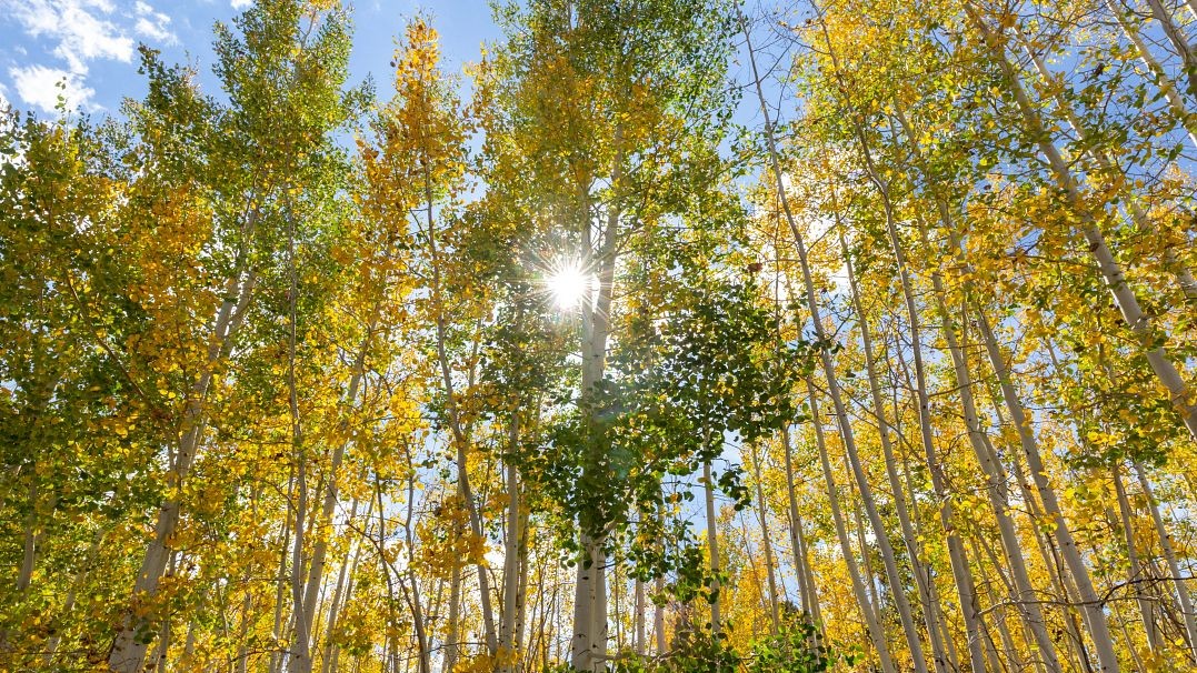 Image of aspen trees with leaves changing and the sun shining through the leaves 