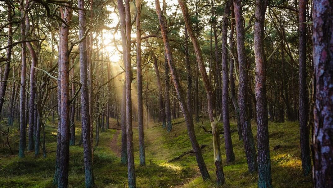 Image of trees in a forest with sunlight shining through the trees 