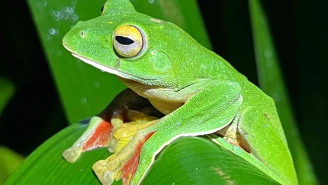 Close-up image of a green Malabar gliding frog on a green leaf 