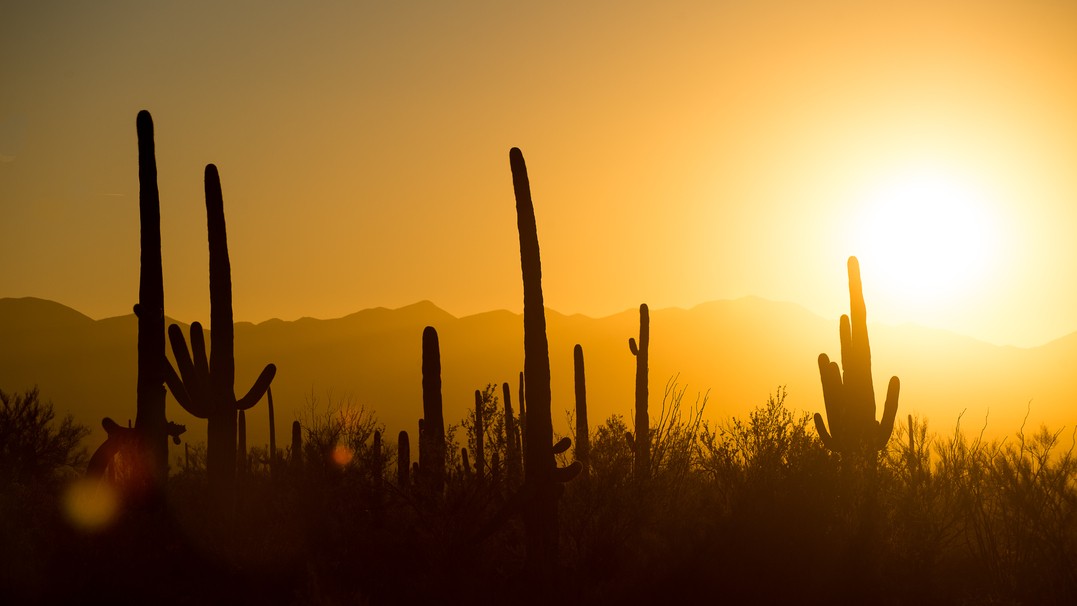 Photo of desert saguaros at sunset with the sun in the image. 