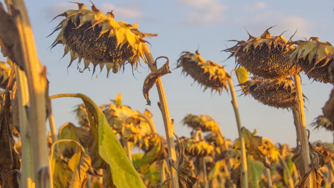 Image of dried sunflowers wilting in the sun. 