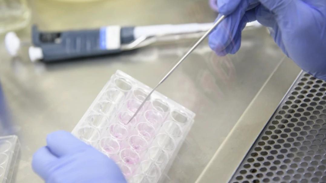 Image of two gloved hands placing material in a tray. 