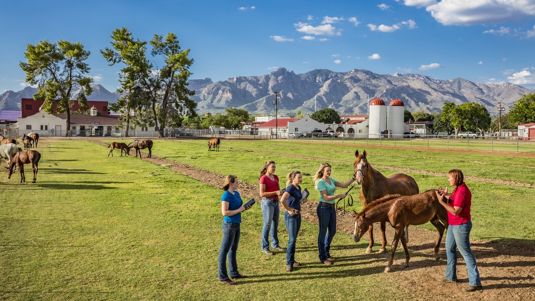 U of A students are shown in a field with horses and an instructor with a building, mountains, trees and clouds in the background.  