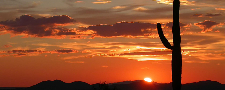 Photo of a saguaro cactus at sunrise