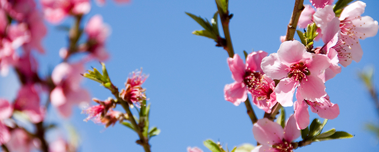 Close up image of pink flowers on campus