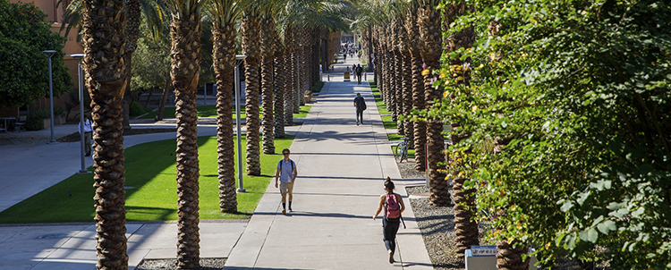 Campus sidewalk lined with palmtrees