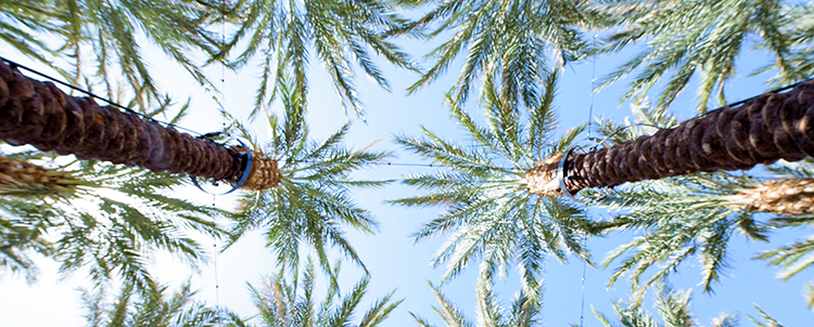 Photo of palm trees shooting up into the sky 