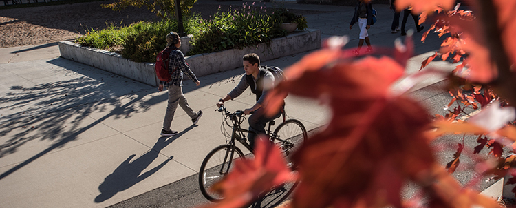 Looking down through red leafed tree at student on a bicycle.