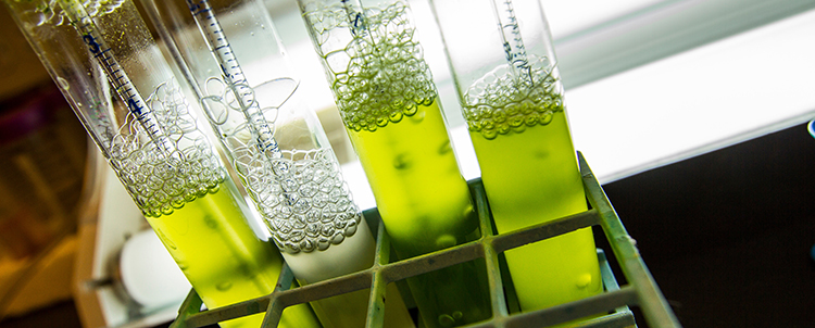 Photo of four test tubes with green, bubbling liquid inside the tubes 