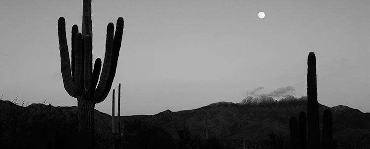 Photo of saguaro cactuses in Arizona 